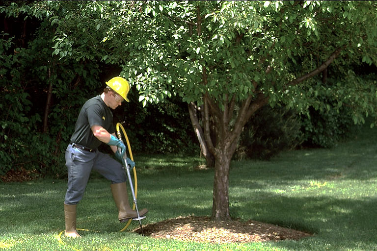 Spring Tree Fertilizing in Toronto